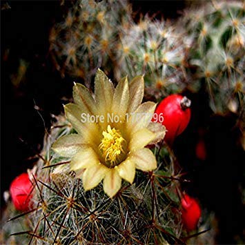 Promione Nutriente Pre-Stratificato Jumbo Semi di Mora Senza Spine Juicy Dolce Sano Hruit Giardino Domestico di DIY Semi di Frutta100 PZ