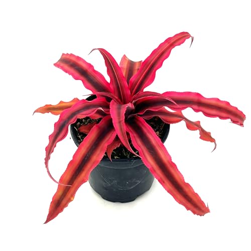 ragnaroc Live Plants – Cryptanthus ‘Rubin‘, 4-8" in 4" Pot - 1ct - Live Arrival Guaranteed - House Plants for Home Decor & Gift