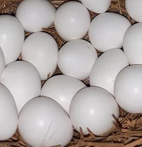 Amazon.com : Generic Northern Bobwhite Quail fertile hatching eggs! 10