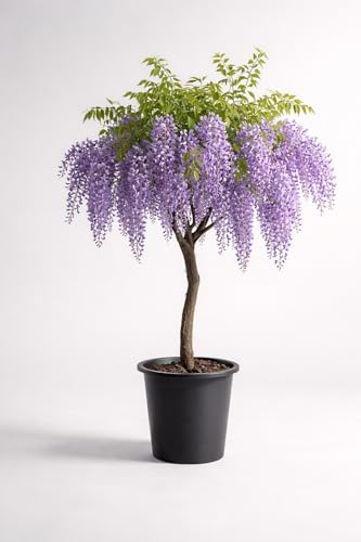 1 Purple Wisteria Tree Seedling for Planting - 1 Year Old Well Rooted Seedling - Starter for Bonsai Training or Outdoor Planting Deciduous Flowering Vine Tree