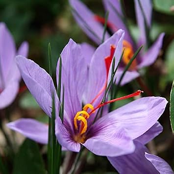Crocus Autumn Sativus x 10 Flower Bulbs Size 10 Up. Grow Your own Saffron