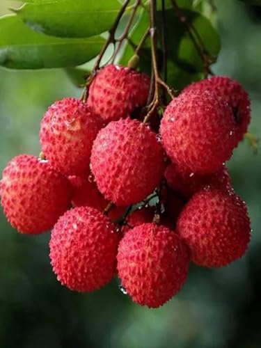 Image of All Time Tezpur Litchi Plant Tropical Rare Exotic Dwarf Air Layered Lychee Tree (height 1-2 Feet) Litchi Plant Hybrid All Seasons Live Fruit Plant For Home Garden