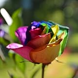 150 Rosen Pflanzen Samen Kletterrosen Winterhart MehrjäHrig Duftend Mehrfach BlüHend Blumensamen Kletterpflanzen Stammrosen Rosen Deko Blumen Geschenk Bonsai Samen Gartenpflanzen