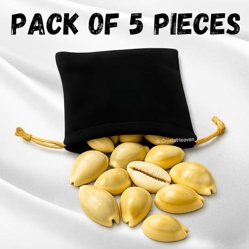 Image of Crystal Heaven Large Kodi Shell Pack of 5 Cowrie Shells