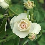 buschrosen schneiden im sommer  EURO PLANTS VIVAI Rose im Busch, große Blumen, Farbe schneeweiß, auf Topf: ø 18 × 18 cm / Topf Ø 20