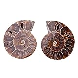 2 Pcs Ammonite Fossile Spécimen Ammonite Véritable Dinosaure Fossiles Shell Madagascar Pierres Naturelles Et Minéraux Spécimens D'enseignement Spécimen Minéral (4cm)(Diameter 4cm)