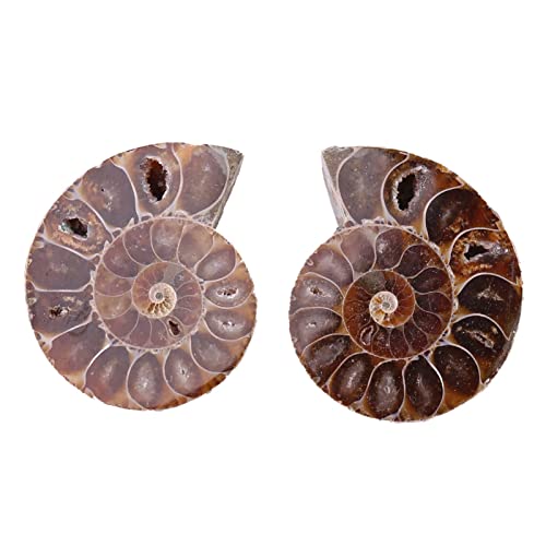 2 Pcs Ammonite Fossile Spécimen Ammonite Véritable Dinosaure Fossiles Shell Madagascar Pierres Naturelles Et Minéraux Spécimens D'enseignement Spécimen Minéral (4cm)(Diameter 4cm)