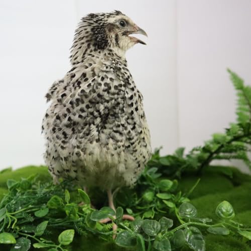 Pearl Pansy Quail Hatching Eggs, Fertile Coturnix Eggs for Incubation (Count, 12, Count)