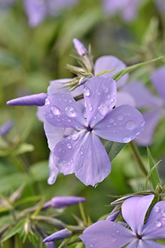 Phlox divaricata 'Blue Moon'