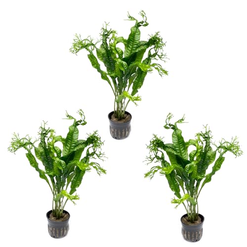 SubstrateSource Java Fern Live Aquarium Plants - Potted Freshwater Plant for Fish Tanks - Beginner Friendly, Low Light (Windelov, 3 Pots)