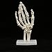 Medical Anatomical Life-Size Hand Joint Anatomical Model Life Size Skeleton Model for Human Medical Anatomy Study