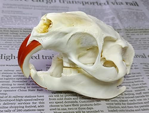 Animal Specimen Real Animal Skull Specimen Taxidermy Cleaned Skull Collection Fox, cat, Mink, Crocodile, Dog, Raccoon, Snake, Rabbit, Goat ，Muskrat，Nutria，Fox's paw (10pcs,Nutria)