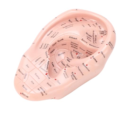 ZJchao Ear Acupuncture Point Model Acupressure Massage Tool for Reflexology and Auricular Training 17cm PVC Anatomical Teaching Aid for Massage Schools and Clinics