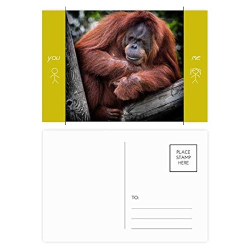 Cartes postales orangs-outans pour dire merci avec un lot de 20 pièces