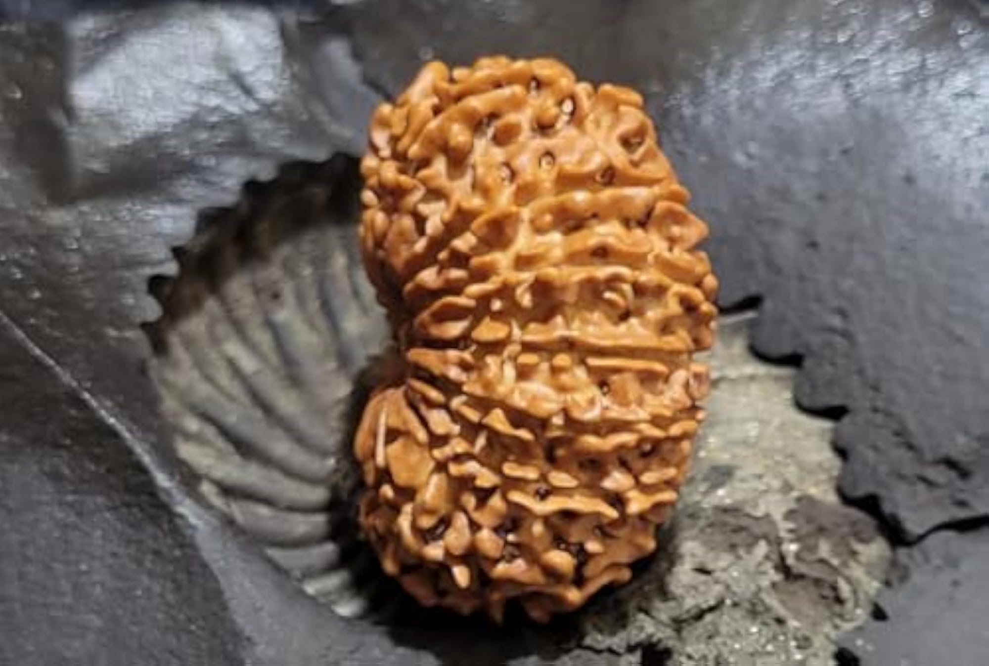 16 Mukhi Rudraksha Original Certified Nepali Bead, 32mm