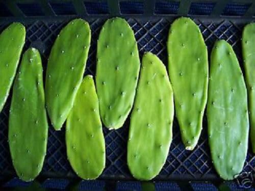 6 LARGE Spineless Prickly Pear Cactus Pads - Nopales - Opuntia Cacanapa 6 LARGE Spineless Prickly Pear Cactus Pads - Nopales - Opuntia Cacanapa