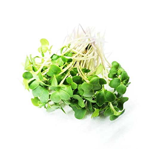 Todd’s Seeds - Sprouting Broccoli Seeds - Calabrese Variety, Non-Gmo, Heirloom - 1 Pound - Bulk Seeds #TOP4