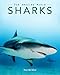 Sharks: Amazing Pictures & Fun Facts on Animals in Nature (Our Amazing World Series Book 5)