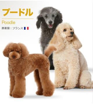Amazon Co Jp ロイヤルカナン Bhn プードル 子犬用 1 5kg ペット用品
