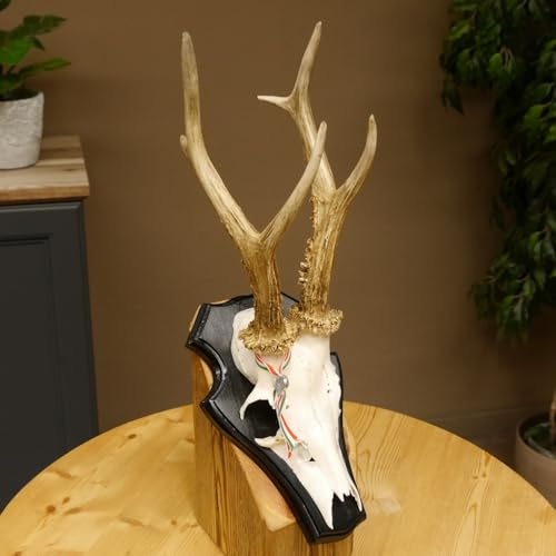 GTK - Geweihe & Trophäen KRUMHOLZ Rehgeweih HL bis 23,2 cm Gewicht 310 g cm Rehbock Bock Reh Geweih Gehörn Trophäenschild