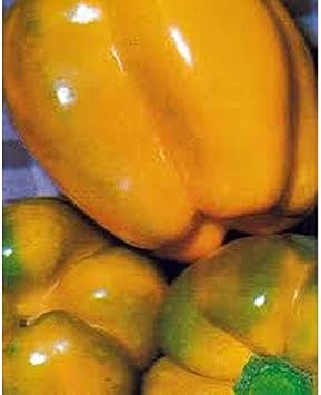 Sansone F1 Hybrid Bell Pepper Seeds 80 Seed Pack