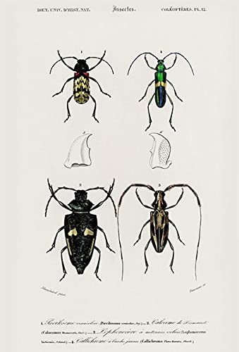 Poecilosoma Versicolor, Calocomus Desmarestii - Beetle - 1849 - Insect Illustration Poster