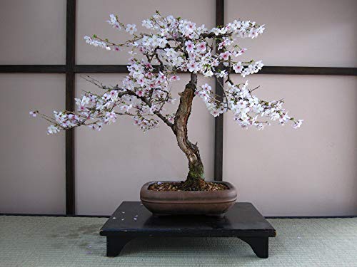 Flowering Cherry | Parks Collection | Tree Seed Grow Kit | The Jonsteen Company #TOP4