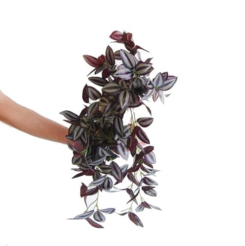 Planta Natural Fácil de Cuidar con Hojas Llamativas Tradescantia Zebrina