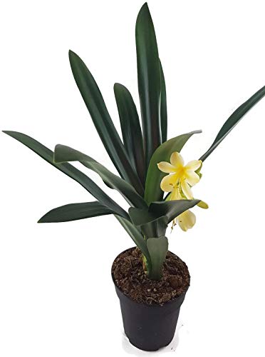 Clivia mit gelber Blüte – seltene Zimmerpflanze für helle Fensterbretter