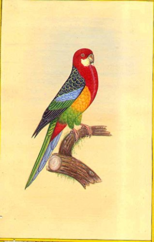 Acuarela de Rosella Oriental para decorar el salón con papel urdu antiguo