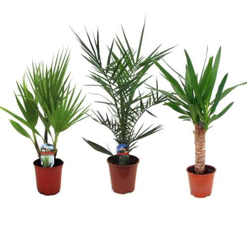 Plant in a Box - Indoor Palm Mix - Mezcla de 3 - Pokon - Washingtonia - Yucca - Phoenix - Maceta 14cm - Altura 50-70cm