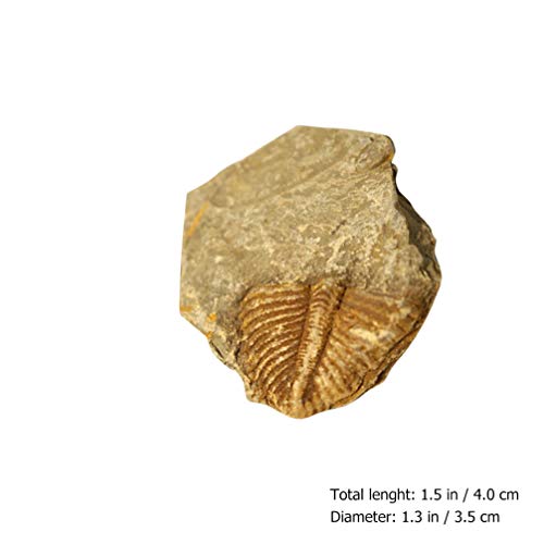 ULTECHNOVO 2Pcs Paleontologia Fósseis Trilobite Fossil Modelo Cauda Verme Enfeites para Escritório E