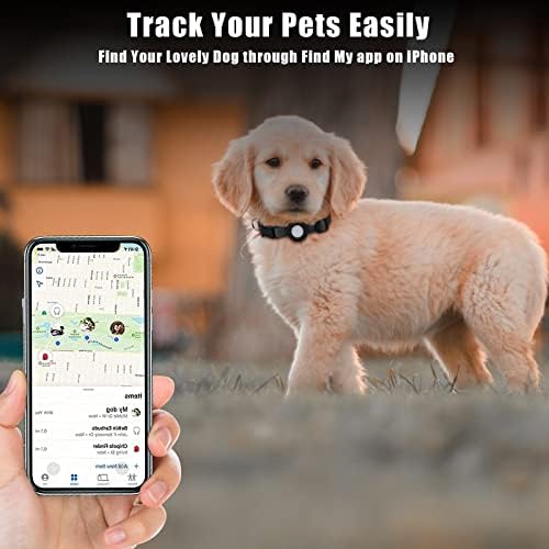 Why Does My Dog Snap At The Air