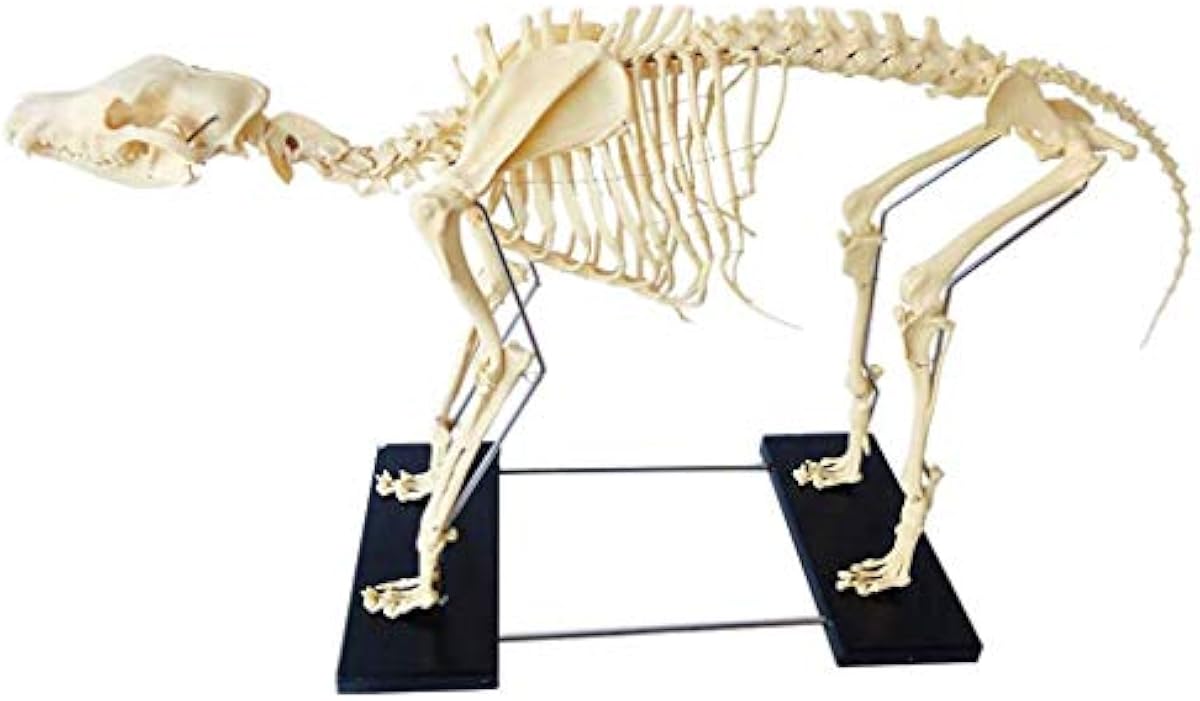 オンライン売り出し 大型犬の犬の骨格モデル高度なpvc素材動物標本生物学解剖学医療教育モデル ペット用品 を販売 Www Littleshopp Com