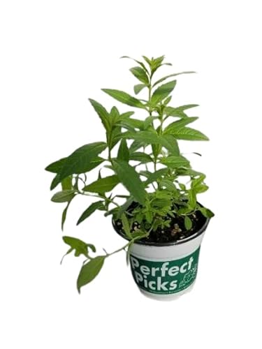 Hierba Luisa Natural Planta Ornamental y de Riego Moderado