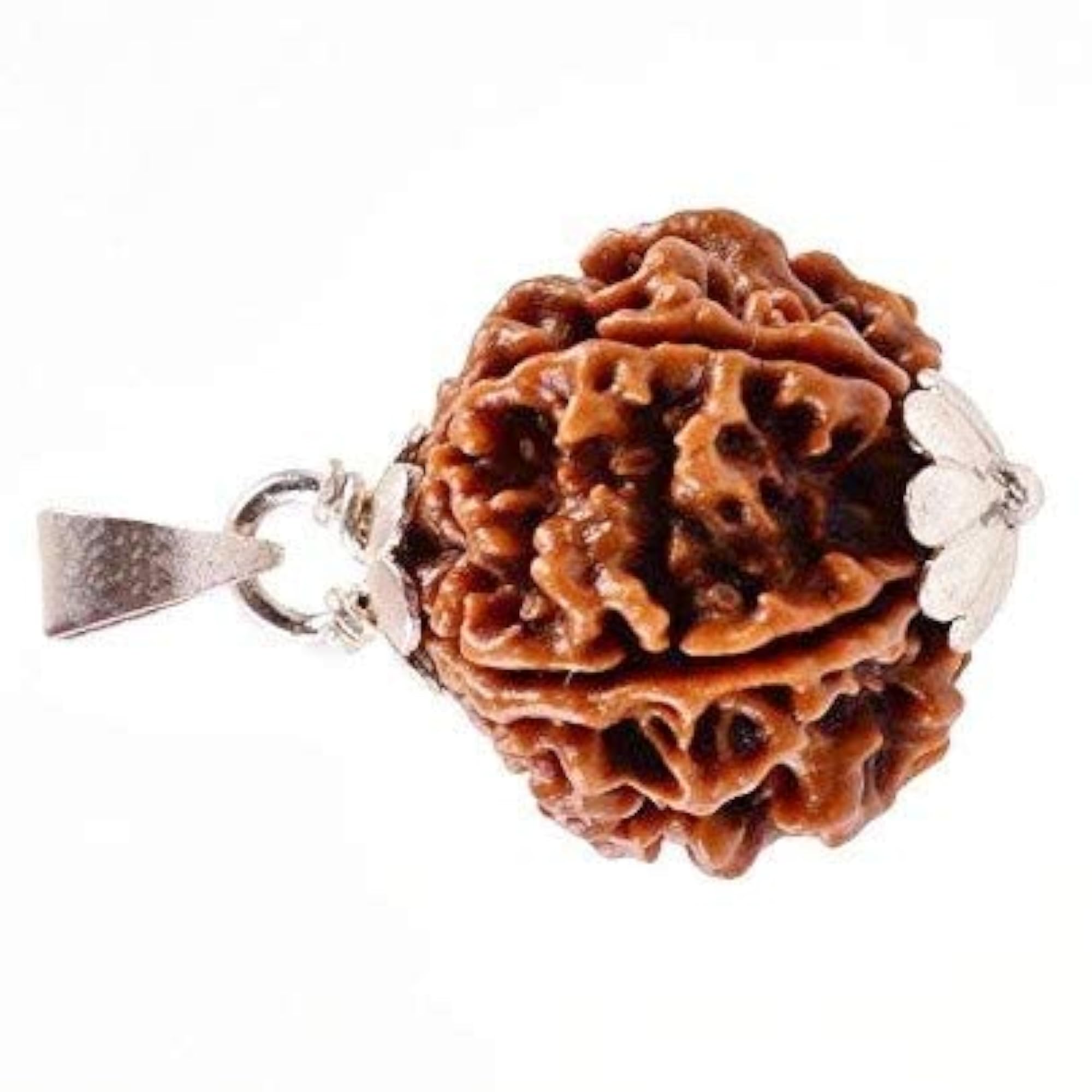 6 Mukhi Nepali Rudraksha Bead, Certified
