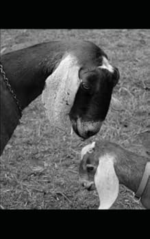 Paperback Thunder in the Mountains Book