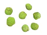 Milchorangenbaum (Maclura pomifera) 10 Samen...