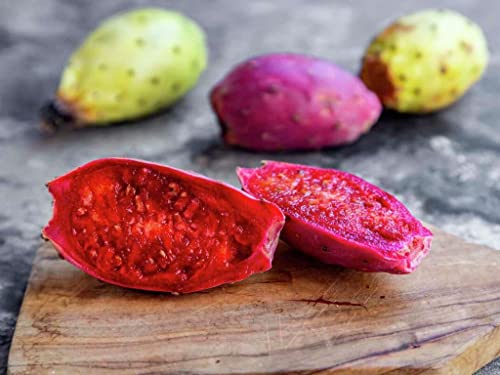 Prickly Pear Cactus Plant, Spineless Prickly Pear Cactus Rooted For Gardening, 4 Inc To 6 Inc Tall, Succulents Plants Live #TOP5