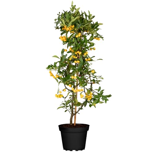 Feuerdorn Soleil d\'or Pyracantha Gelb Immergrüne Pflanze als Sichtschutz-Hecke - Heckenpflanze/Kletterpflanze von Garten Schlüter - Pflanzen in Top Qualität Feuerdorn Soleil d\'or Pyracantha Gelb Immergrüne Pflanze als Sichtschutz-Hecke - Heckenpflanze/Kletterpflanze von Garten Schlüter - Pflanzen in Top Qualität