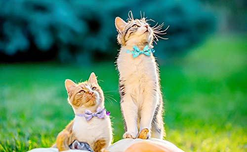 IDOLPET 4PCS Cat Collar Small Floral Cat Collar Safety Quick Release with Bell Cat Collar Adjustable Cat Collar with… - Image 7