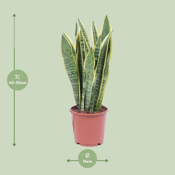 Bogenhanf Sansevieria Trifasciata Laurentii Zimmerpflanze Ø14 cm 50 cm