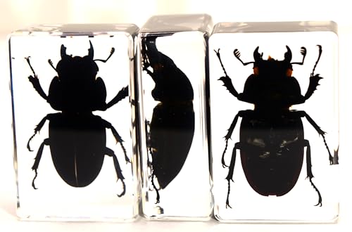 Image of 44mm Real Cottonwood Stag Beetle in Crystal Clear Lucite Resin Specimen Preserved Insect Bugs Taxidermy Crafts Collection for Biology Science Education & Desk Ornament Display Supplies