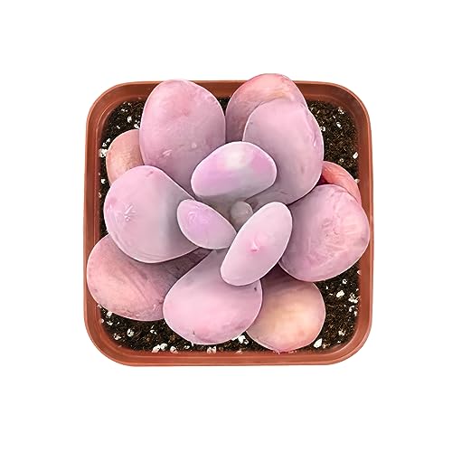 Best Gem Plants in Plants vs. Zombies 2