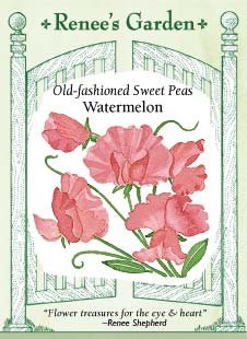 Sweet Pea - Watermelon Seeds Sweet Pea - Watermelon Seeds