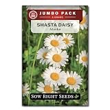 Sow Right Seeds - Shasta Daisy Flower Seeds for Planting - 6000 Seeds, 6 Grams - Non-GMO Heirloom Bulk Jumbo Pack with Instructions - Attract Butterflies - Grow Bountiful White Blossoms All Season