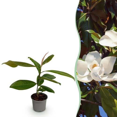 GreenboutiQ - Plante de jardin - Magnolia grandiflora - Fleurs Blanches - 1 Plante - Persistante - Peu d'Entretien - Pot 12cm Hauteur 30cm