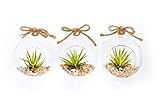 Hinterland Trading Three Air Plant Terrarium Gift or Party Favor Set