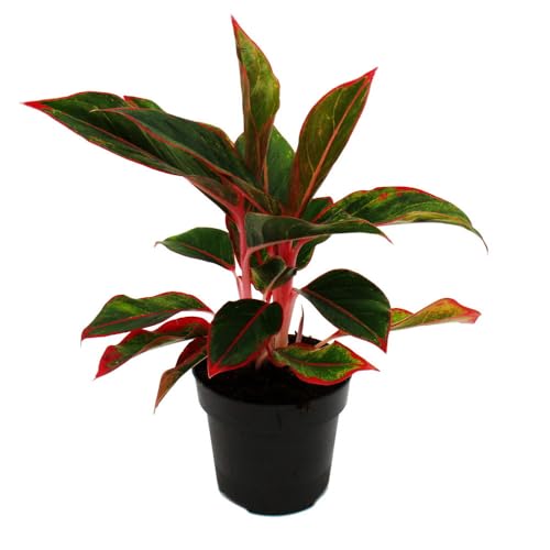 Aglaonema Jungle Red - Buntblättriger Kolbenfaden - Ausgefallene Sorten - 12cm - ca. 25-30cm hoch