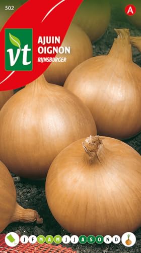 Oignon Rijnsburger Graines - Variété productive aux bulbes ronds jaunes d'excellente conservation